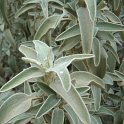 Phlomis fruticosa P22 (3)